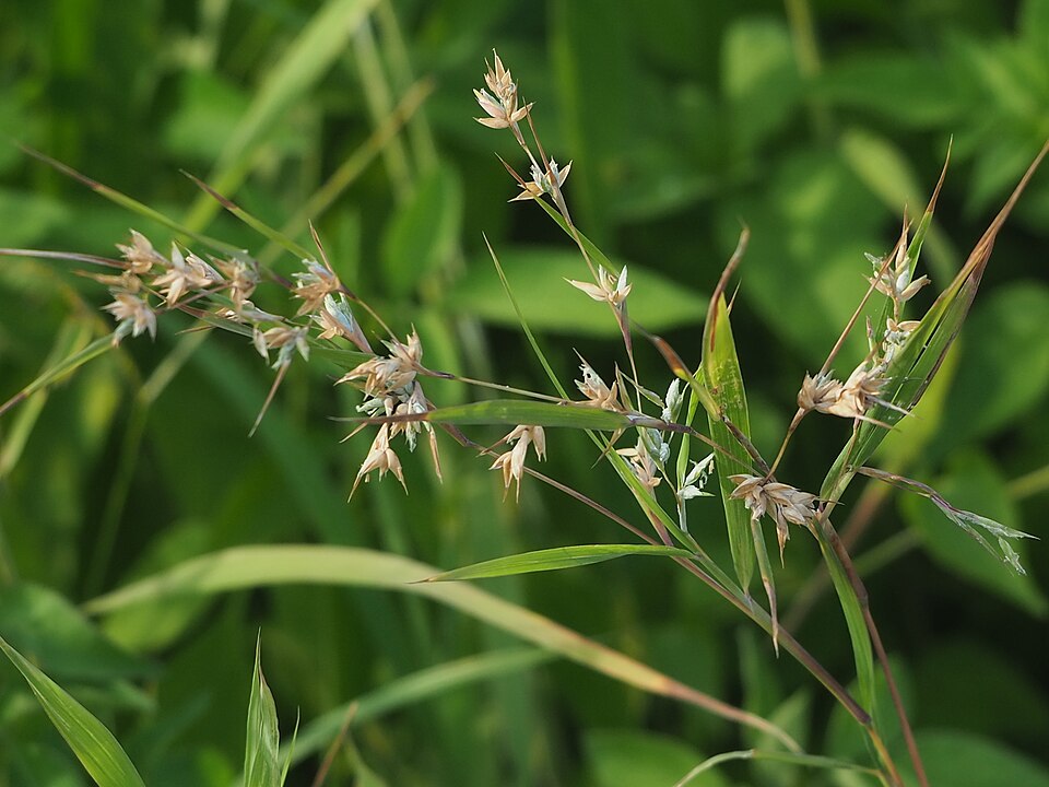 Mauritian Grass