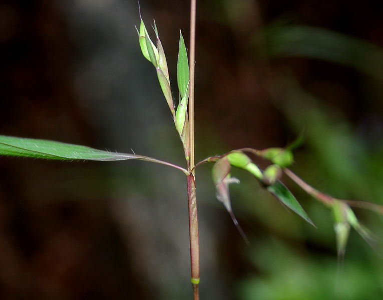 Mauritian Grass