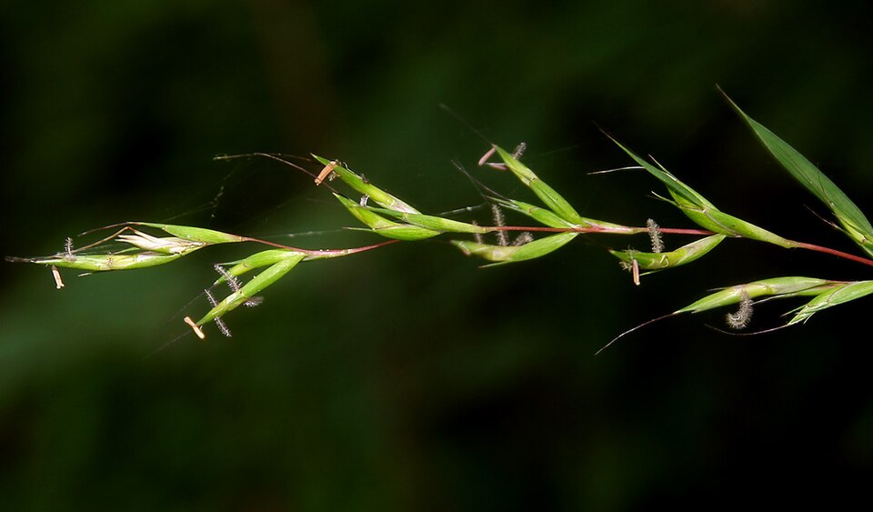 Mauritian Grass