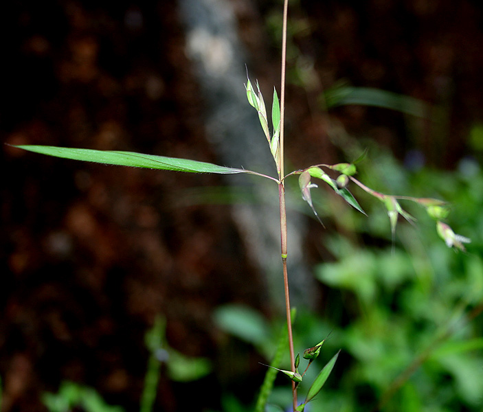 Mauritian Grass