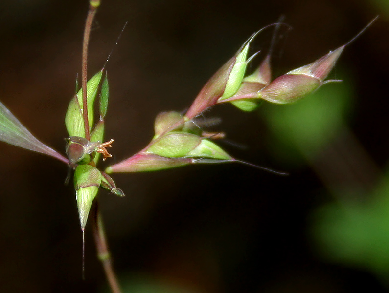 Mauritian Grass
