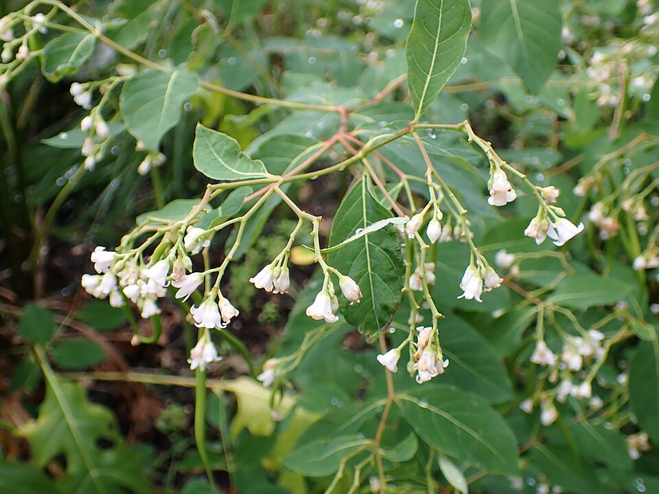 Spreading Dogbane