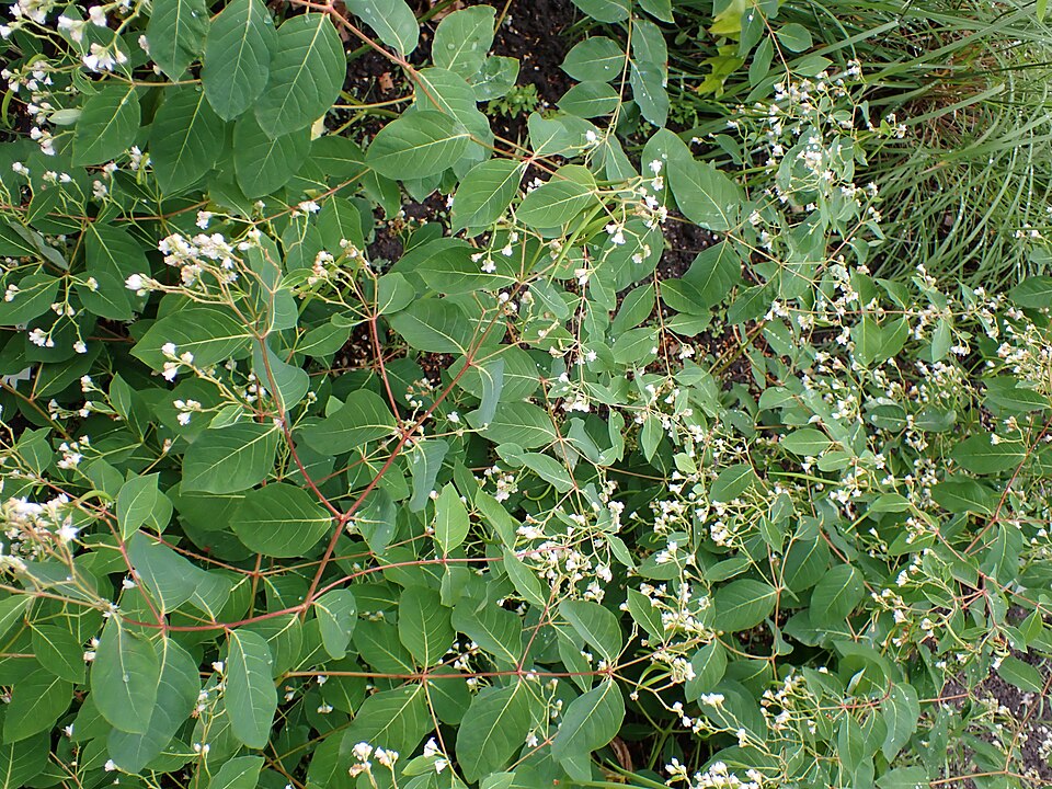 Spreading Dogbane
