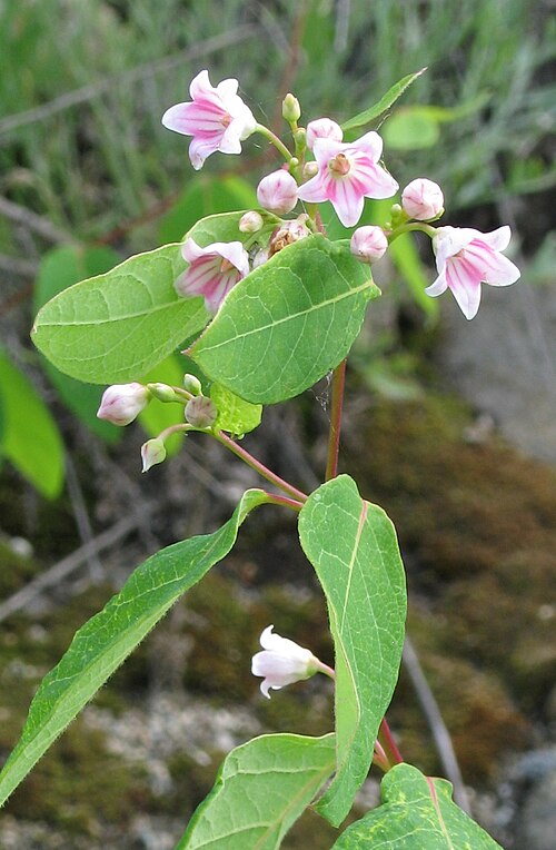 Spreading Dogbane