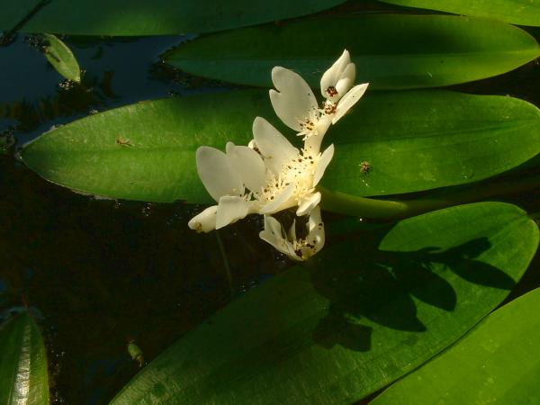 Cape Pondweed