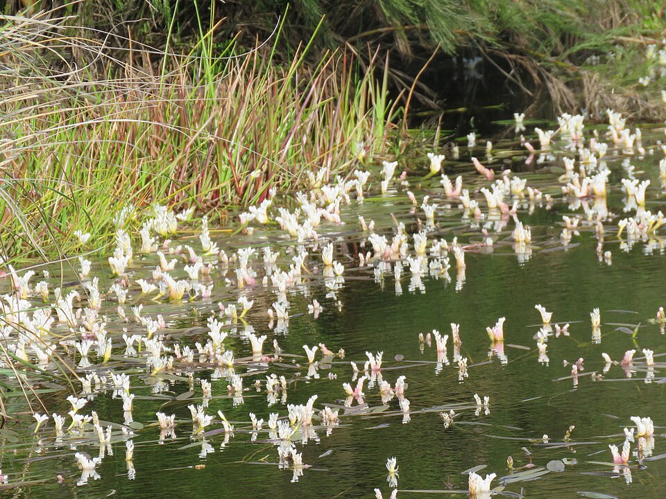 Cape Pondweed