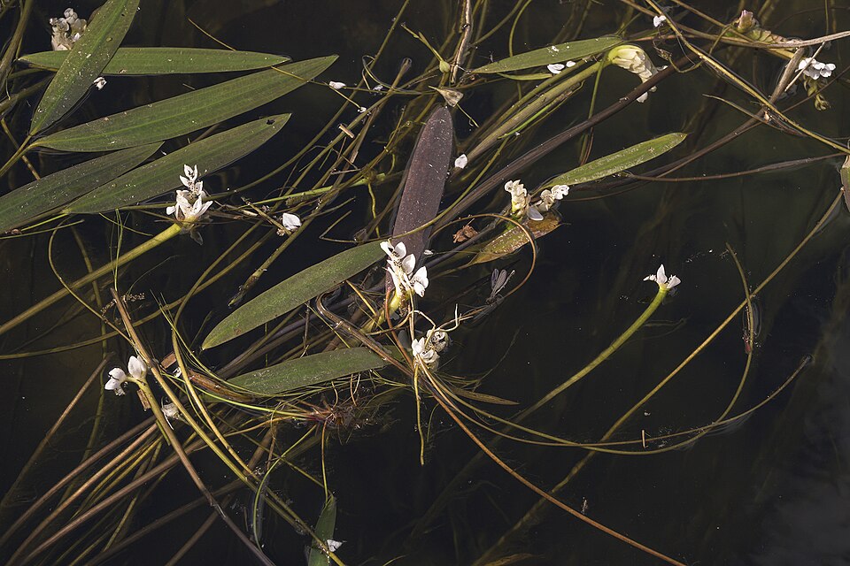 Cape Pondweed