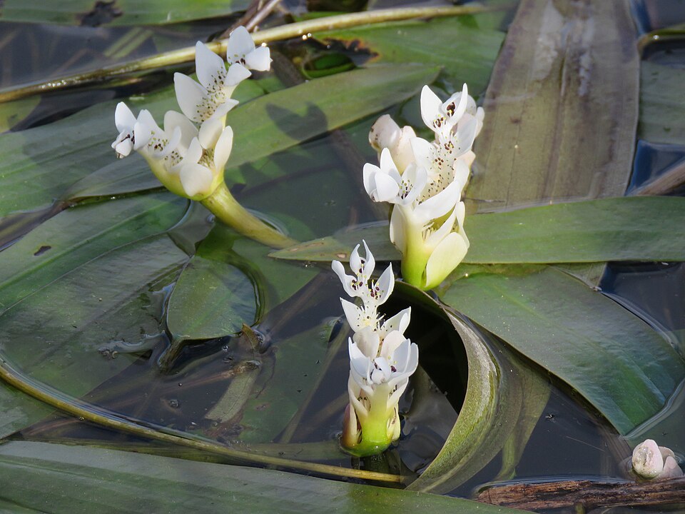 Cape Pondweed