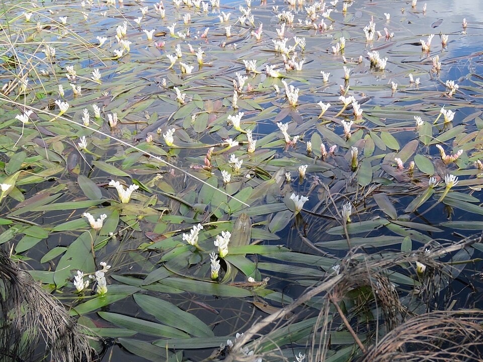 Cape Pondweed