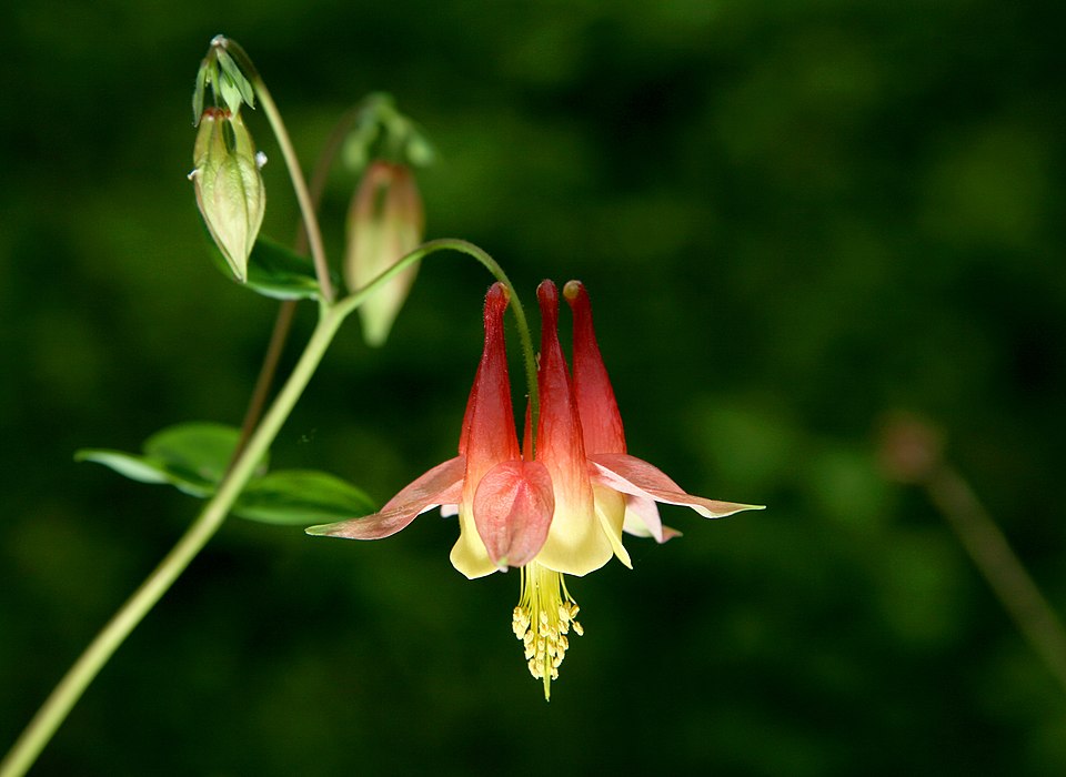 Columbine