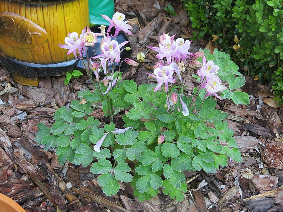 Columbine