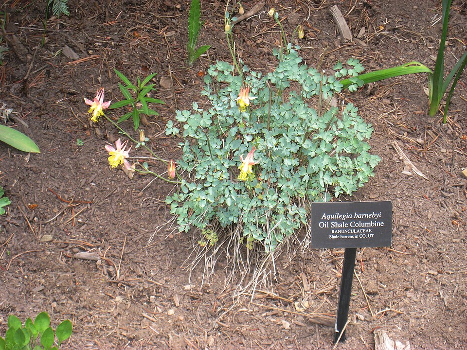 Oil Shale Columbine