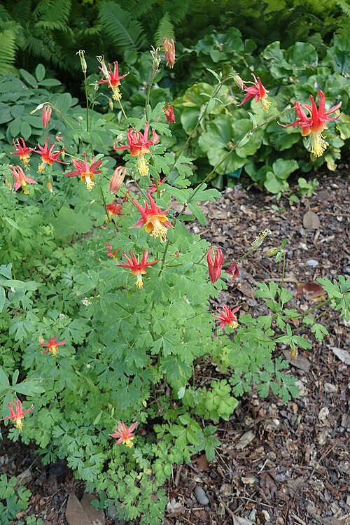 Oil Shale Columbine