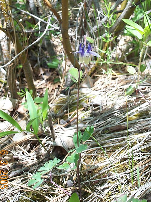 Smallflower Columbine