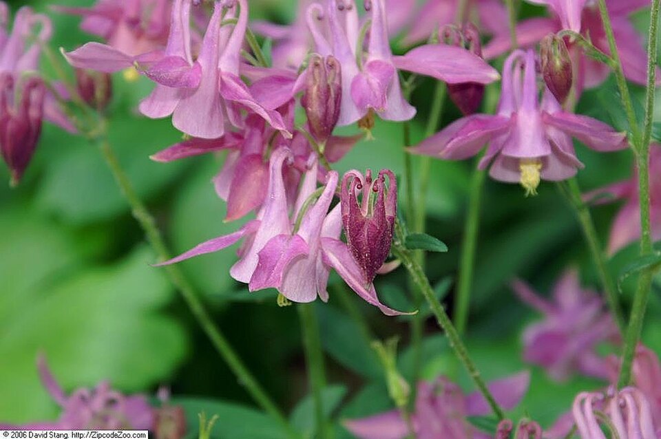 Smallflower Columbine