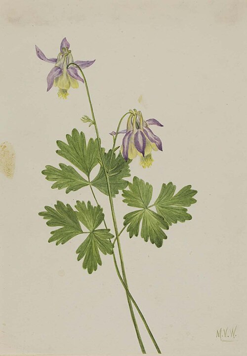 Smallflower Columbine