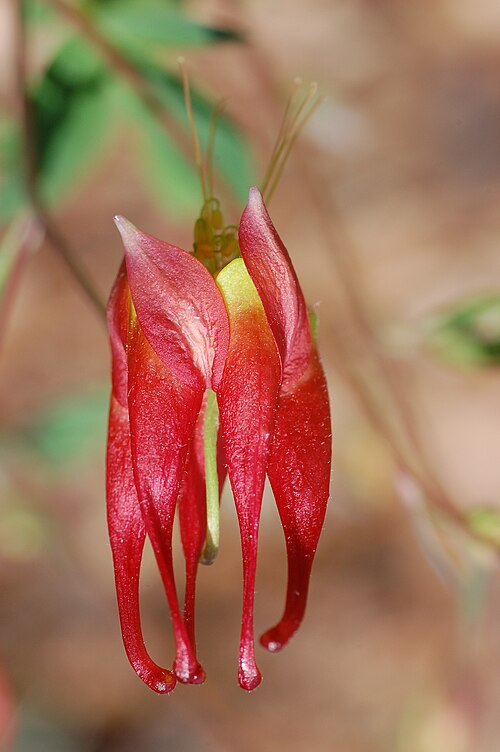 Red Columbine