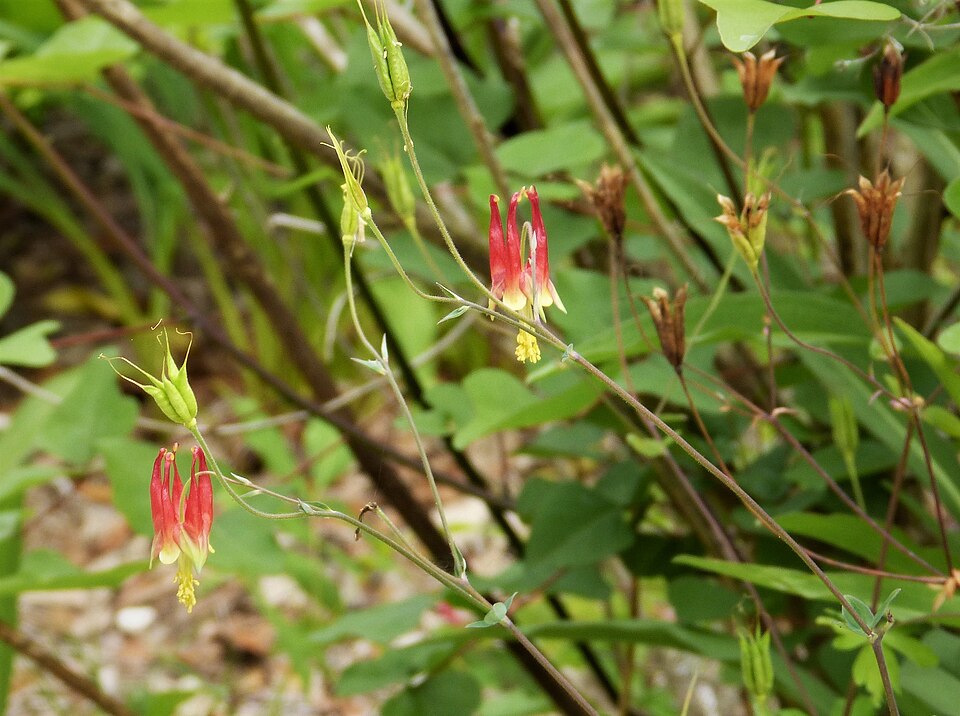 Red Columbine