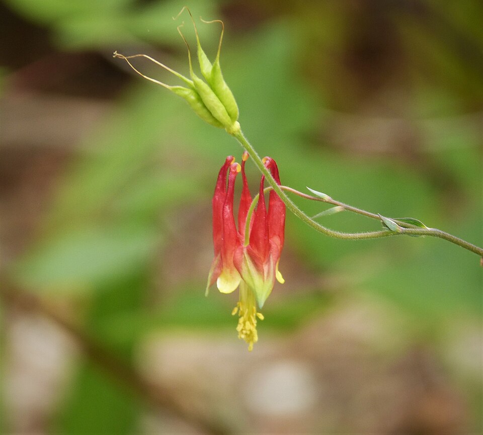 Red Columbine