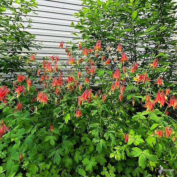 Red Columbine