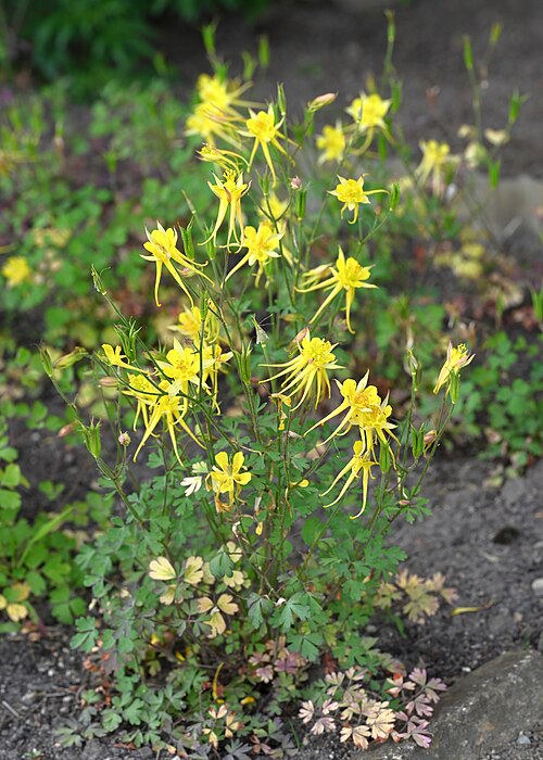 Golden Columbine