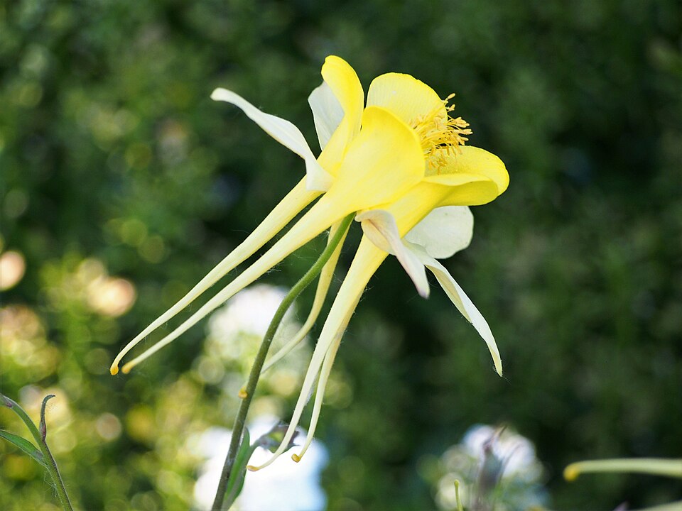 Golden Columbine