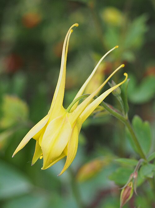 Golden Columbine