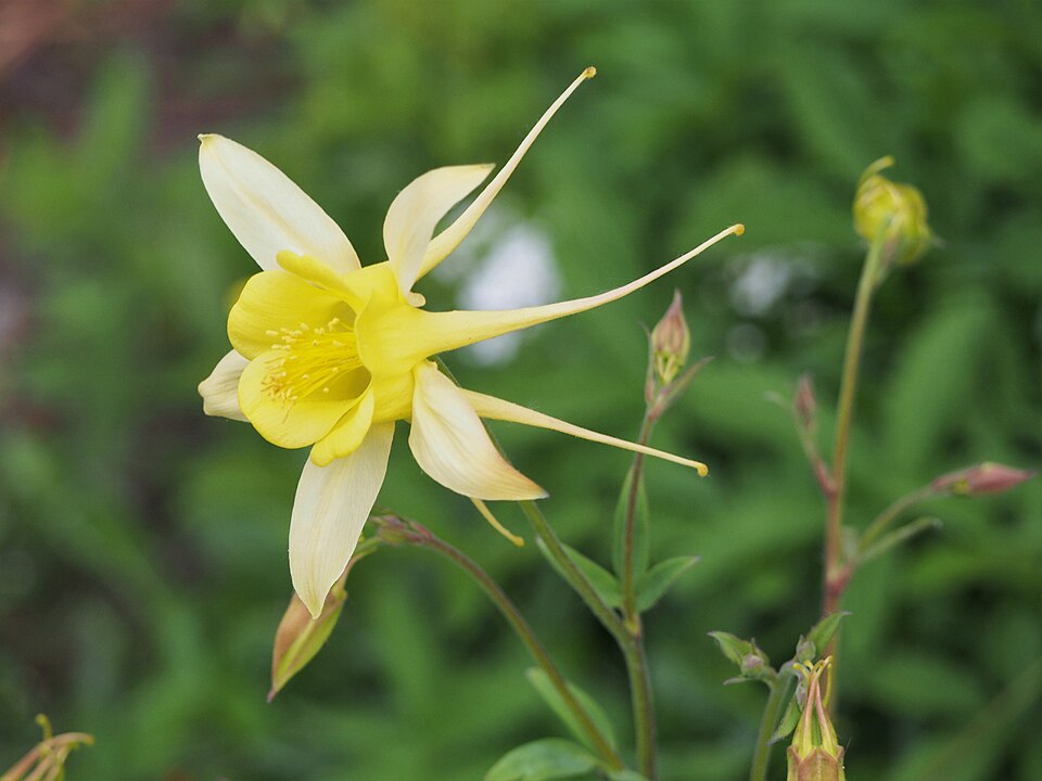 Golden Columbine
