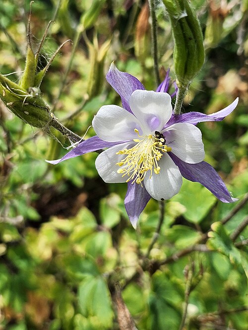 Colorado Blue Columbine