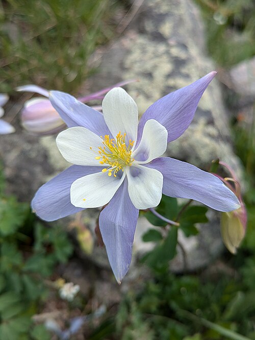 Colorado Blue Columbine