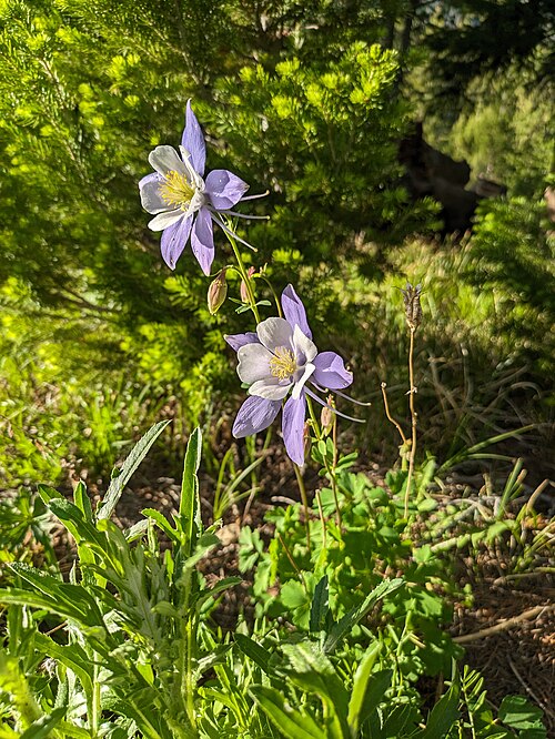 Colorado Blue Columbine