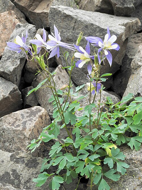 Colorado Blue Columbine