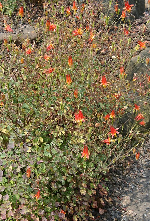 Desert Columbine