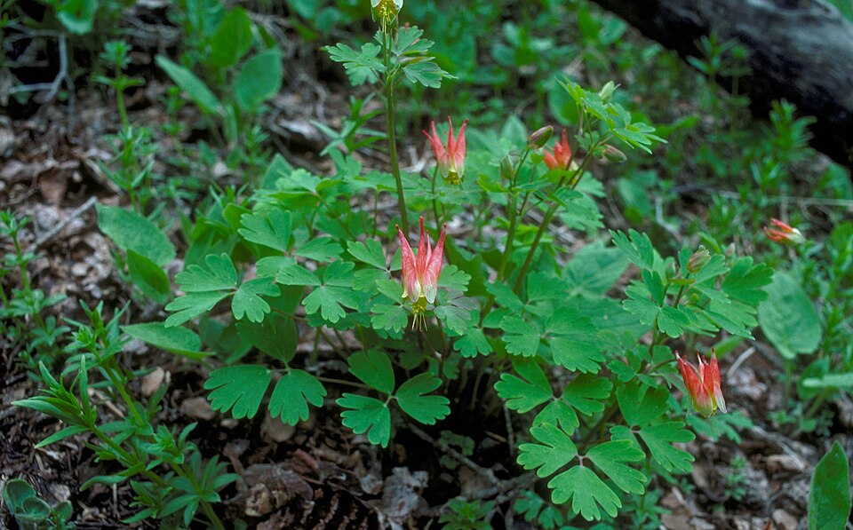Western Red Columbine