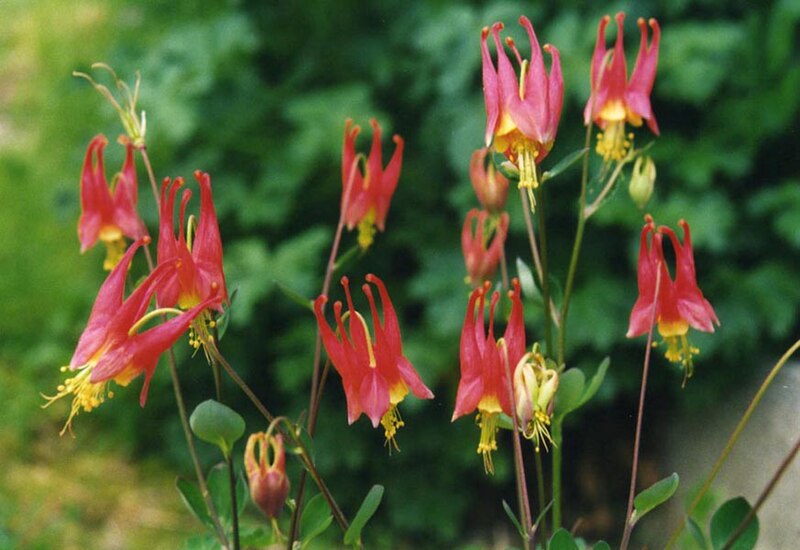 Western Red Columbine