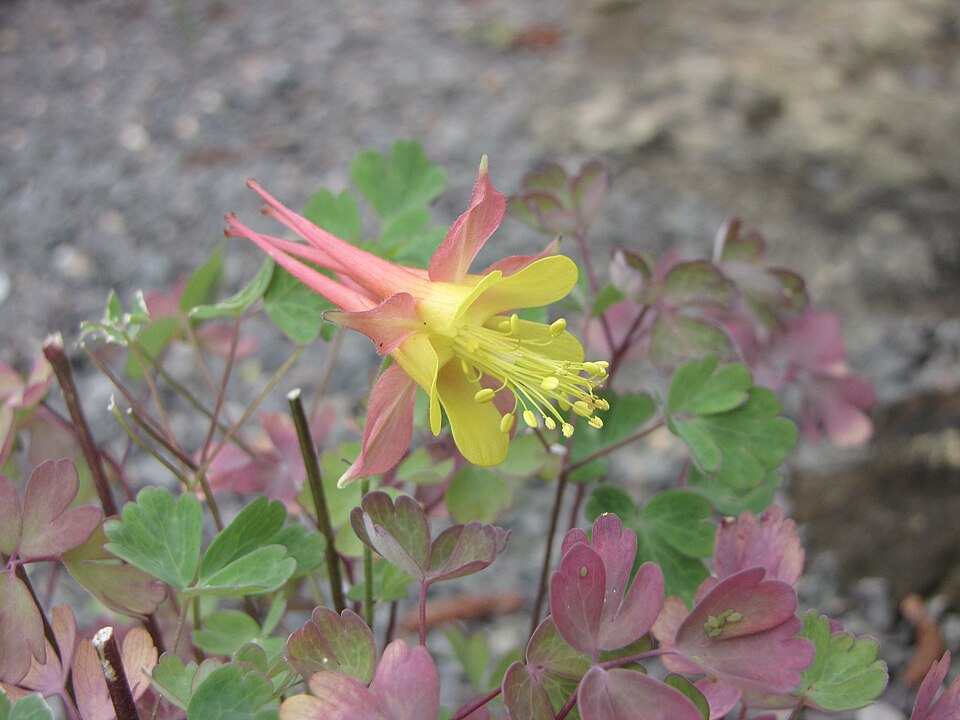 Western Red Columbine