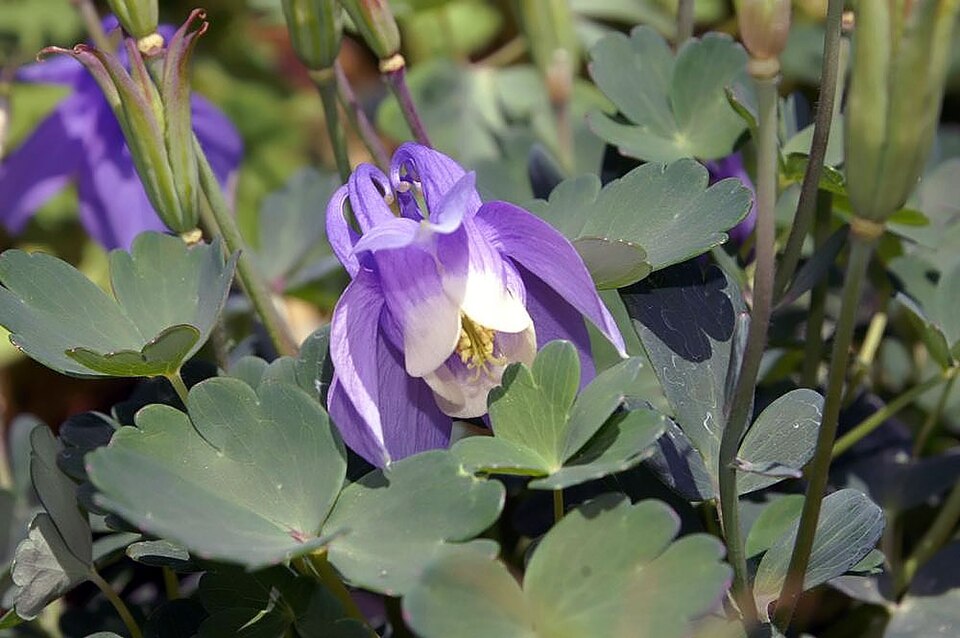 Fan Columbine