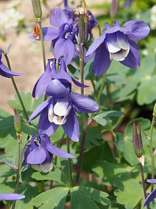 Fan Columbine