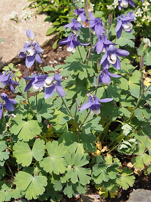 Fan Columbine
