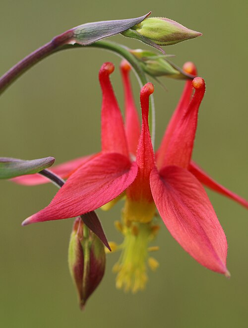 Yellow Columbine