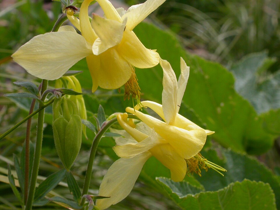 Yellow Columbine