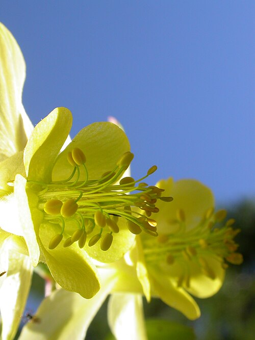 Yellow Columbine