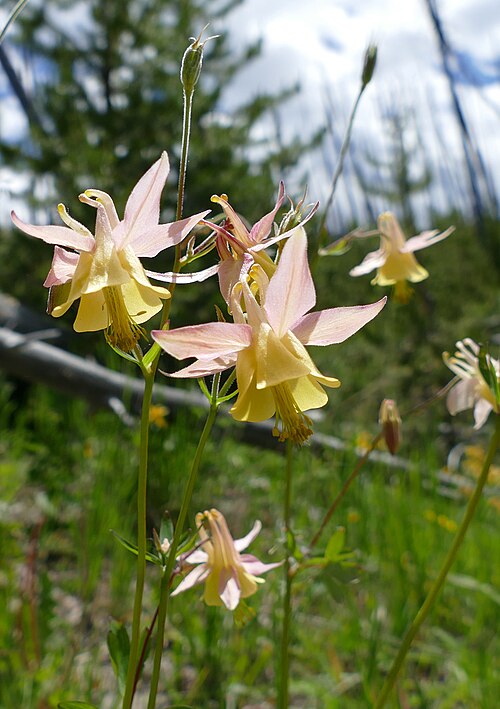 Yellow Columbine