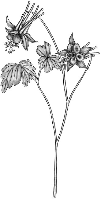 Western Columbine