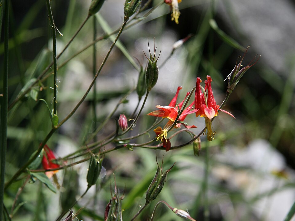 Western Columbine