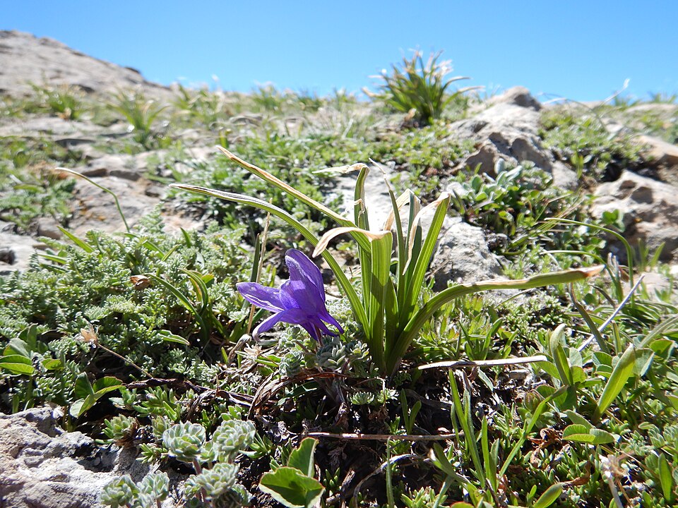 Jones' Columbine