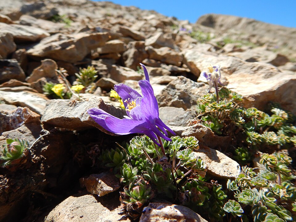 Jones' Columbine