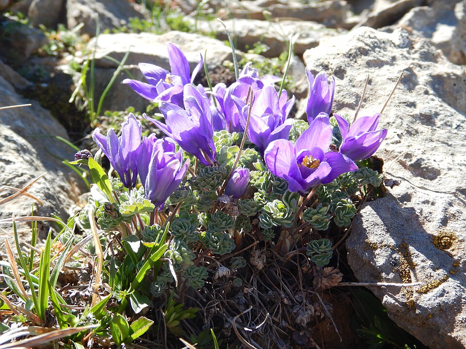 Jones' Columbine
