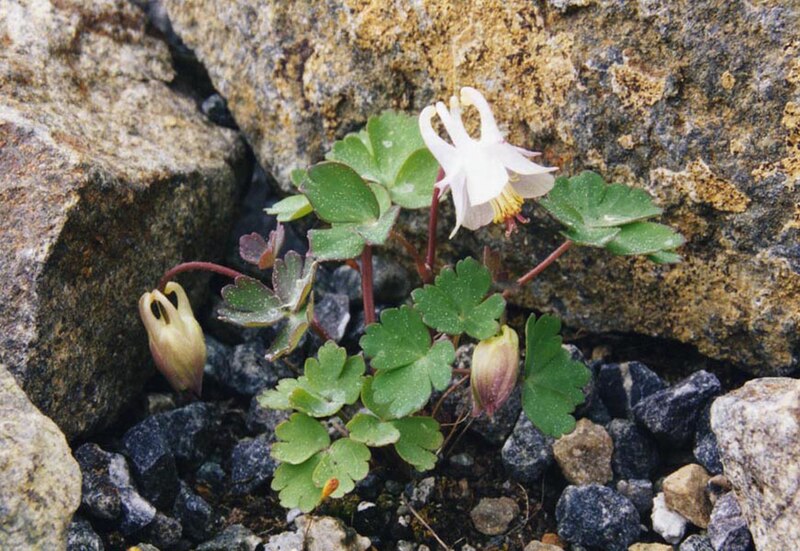 Laramie Columbine