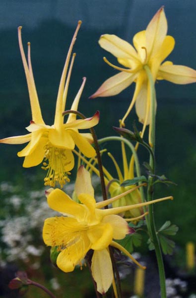 Longspur Columbine